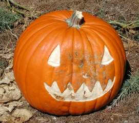 Noseless, Nipomo Pumpkin Patch best carving idea